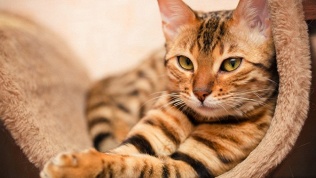 Котокафе «ТерраКот»