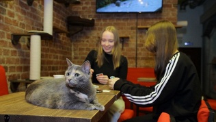 Безлимитное посещение котокафе «MoreКот»