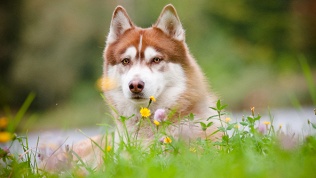 Уход за животными