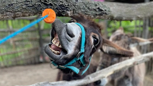 Однодневный отдых с посещением ранчо, рыбалкой, стрельбой в парке «Мечта»