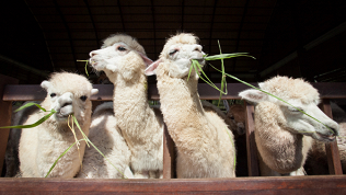 2 билета на посещение фермы «Пара альпак» за полцены