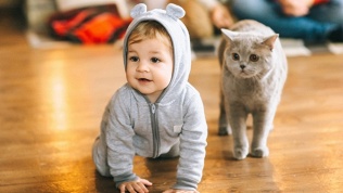 Котокафе «ТерраКот»
