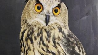 Антикафе Magic Owl