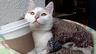 Посещение котокафе