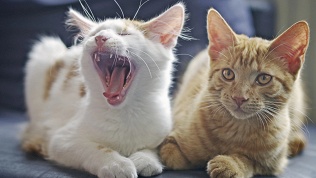 Стерилизация кошки, кастрация кота, стрижка в центре «Любимцы в доме»