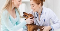 Услуги ветеринара в ветеринарной клинике «Айболит». <b>Скидка до 60%</b>