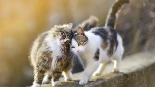 Посещение котокафе