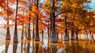 Тур «Багряные кипарисы и подворье старого грека» от «Не сидим дома»