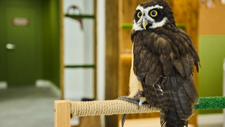 Посещение совиного кафе «Совиный Дом»