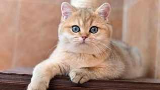 Экскурсия в котокафе