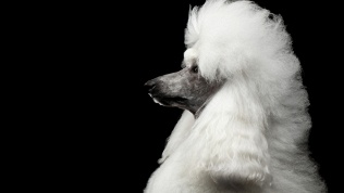 Профессиональный груминг для собак в салоне «Чиабака»