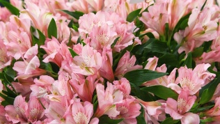 Букет альстромерий