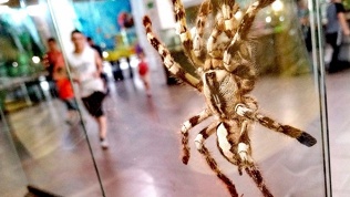 Выставка «Мир в паутине»