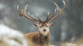 Экскурсии на сыроварню, оленью ферму от компании «Фермерские рассказы»