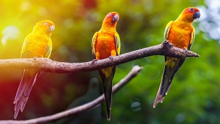 Посещение попугайника «Веселый Какаду»