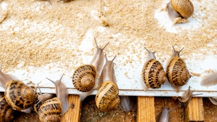 Посещение улиточной экофермы на территории экокомплекса «Улитки вверх»