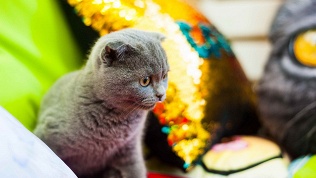 Посещение котокафе