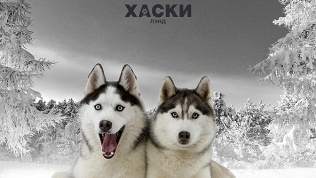 Посещение «Хаски Лэнд»