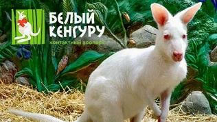 Контактный зоопарк