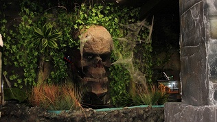 Билет на выставку пауков «Мир в паутине»