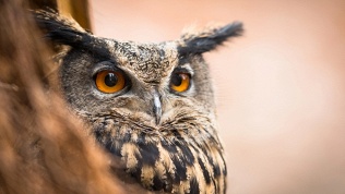 Экскурсия, чай, кофе, сладости, настольные игры в антикафе «Совиный дом»