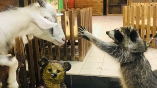 Контактный зоопарк