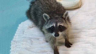 Посещение антикафе с енотами, кроликами и грызунами «Пушистое счастье»