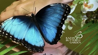 Экскурсия в парк живых тропических бабочек Kazan Butterfly Garden