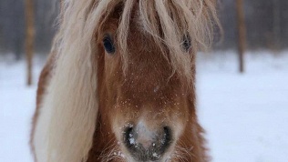 Посещение экофермы «Тишь да Крышь»