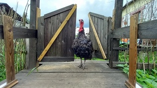 Посещение с мини-экскурсией семейной фермы «Терем-Ок»