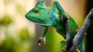 Билет на посещение выставки пауков и рептилий «Фантастические твари»