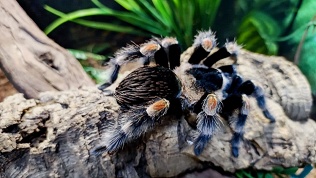 Билет на посещение выставки пауков и рептилий «Фантастические твари»