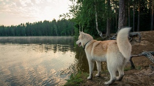 Отдых для компании в гостевом доме «Гармония»