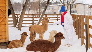 Билет на посещение фермы на ВДНХ «Городская ферма»