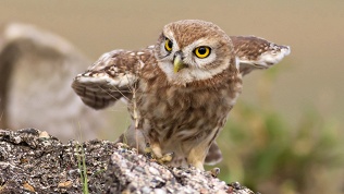 Посещение совиного кафе «Совиный Дом»