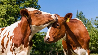 Билет на экскурсию на производство «Ферма Цветковых»