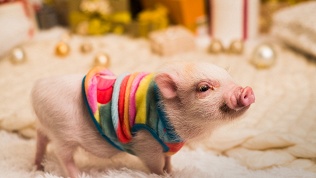 Отдых с познавательной экскурсией в антикафе Minipig