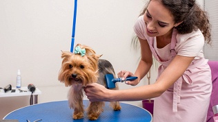 Стрижка собак и экспресс-линька от груминг-салона Friends