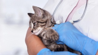 Стерилизация, кастрация, стрижка шерсти, когтей в ветклинике «Медвет»