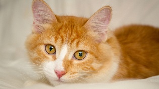 Посещение с играми и угощениями антикафе «Котиарий»