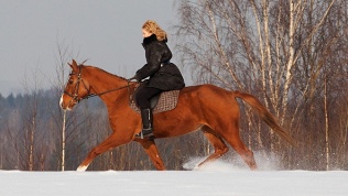 Конная прогулка