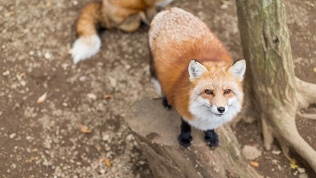 Билет в Иркутский зоосад