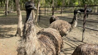 Экскурсия на страусиное ранчо от парка «Мечта»