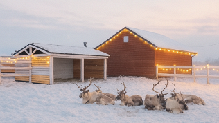 Экскурсия по экоферме «Ранчо Нуриева»