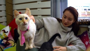 Котокафе Cat Joy