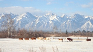 Тур на 1 день «Архыз. Зимние забавы» с туроператором «Не сидим дома»