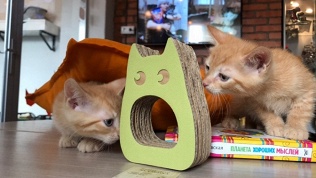Посещение котокафе