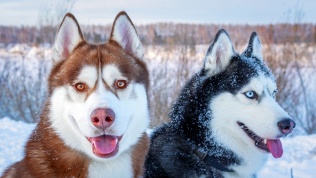Тур на 1 день «Лаго-Наки зимний. В гости к хаски»