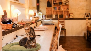 Экскурсия с рассказами о кошках, настольные игры и детская зона в Zoki Cat 