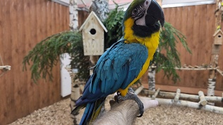 Посещение попугайника «Веселый Какаду»